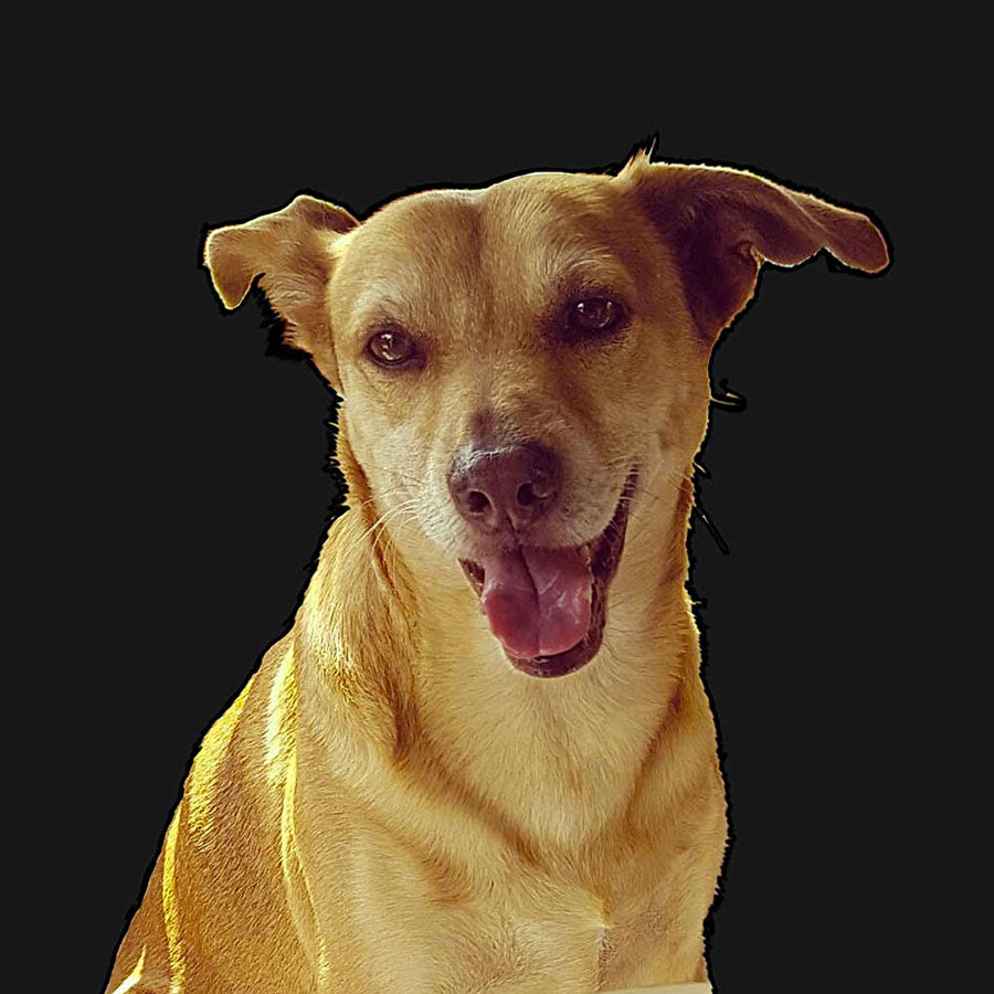 Chaffeur car service Torino: Certificate of safe driving